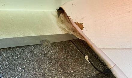 Rodent Entry Points 的图像结果