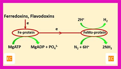 ELEMENTAL CHEMISTRY: Nitrogen fixation
