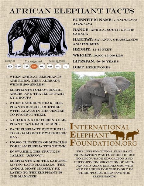 Today we present to you the African Elephant ZooFacts! International ...