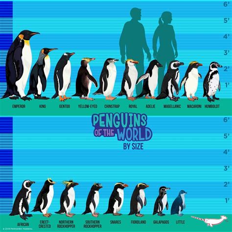 Quit mis identifying penguins you casual you – Artofit