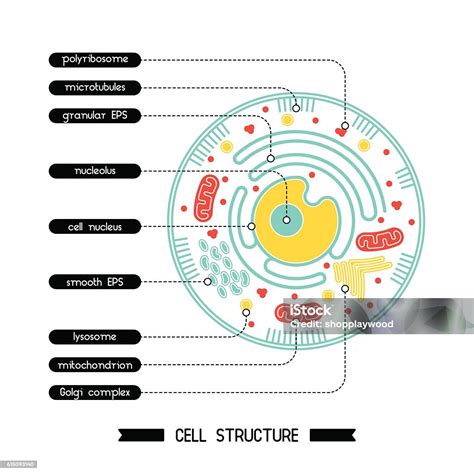 Cell 的图像结果