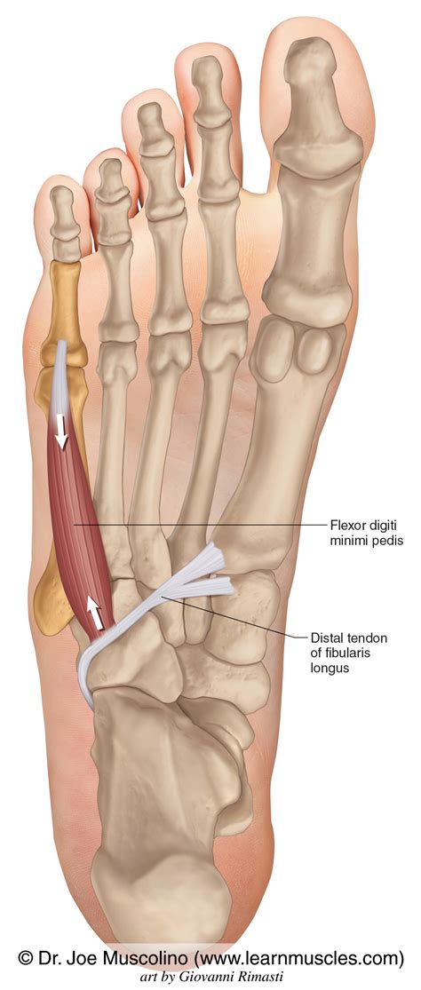 Flexor Digiti Minimi Pedis - Learn Muscles