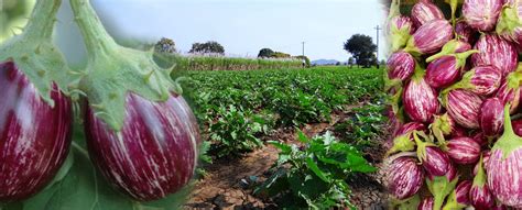 Management of Major Insects of Brinjal/Egg Plant – Agriplex