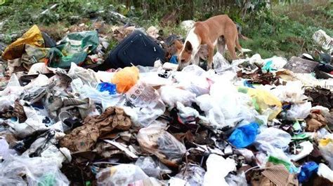 Govt to make state garbage free; Kitchen bin in every house - KERALA ...