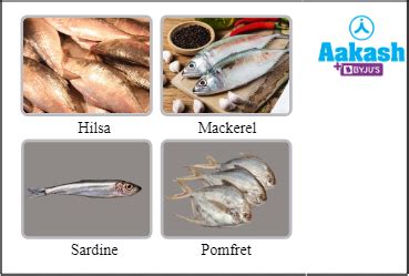 Fisheries: Meaning, Types & Importance of Fishes | AESL