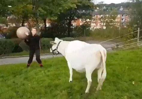 Cow Plays Fetch With Owner, Video Goes Viral