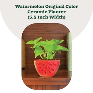UGAOO Watermelon Ceramic Planter (Diameter 5.9 Inch) | Ceramic Flower ...