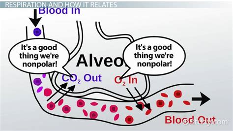 Image result for Example of Nonpolar Molecule