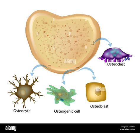 Bone tissue has four types of cells. Osteogenic cell, Osteocyte ...