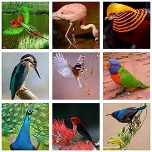 Image result for Collage Using GIMP