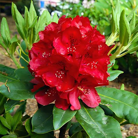 Raspberry Red Rhododendron 'Nova Zembla' - Landscape Alaska