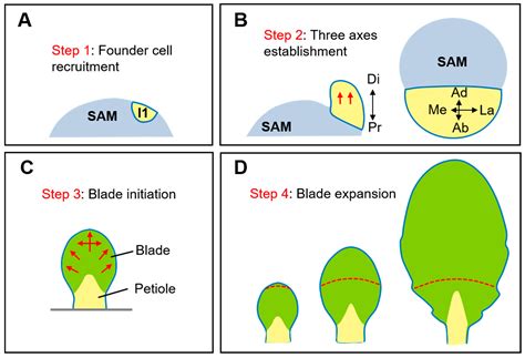 The Diverse Roles of Auxin in Regulating Leaf Development