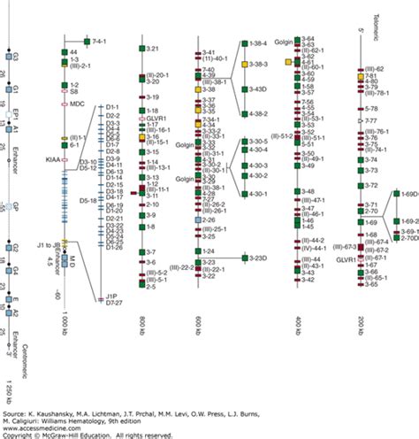 Functions of B Lymphocytes and Plasma Cells in Immunoglobulin Production | Oncohema Key