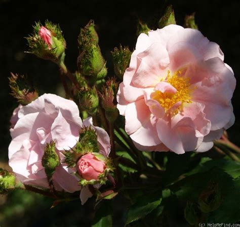 'Dawn Crest' Rose