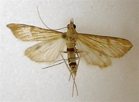 Insect Pest Information | Home