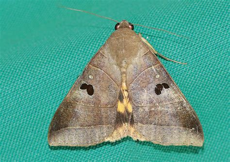 Thyas coronata | Moths