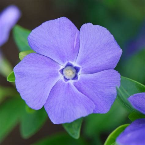 Buy lesser periwinkle ( syn. La Grave ) Vinca minor 'Bowles's Variety ...