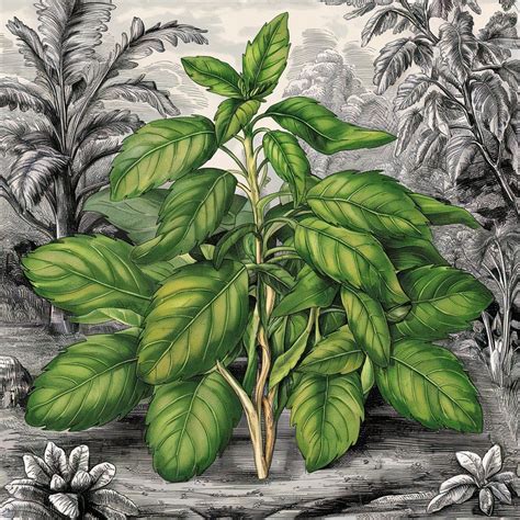 Holy Basil for Menopause: Could this Ancient Herb Help You Feel Better? - Midlife Nutrition and ...