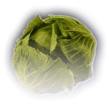 Cabbage - bg3.wiki