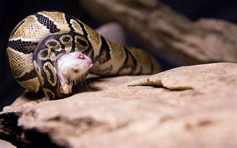 Image result for Ball Python Eating Rabbit