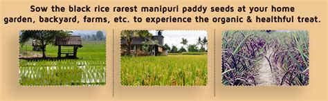 GREEN WORLD Black Rice Rarest Manipuri Paddy Seeds - 150 Gms For ...