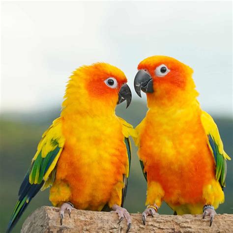 Image result for Conure Parrot Types