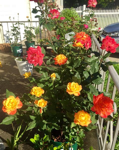 Rio Samba Roses Blooming: Capturing the Beauty of Gorgeous Sunsets