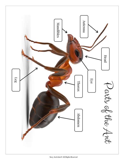 Parts of an ant – Artofit