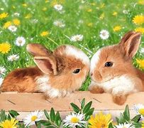 Image result for Baby Bunnies with Flowers