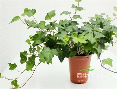 Hedera helix 常春藤 (長春藤、常青藤、長青藤) – 博視植物網
