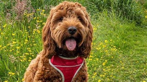 Image result for Cockapoo Dog Barking