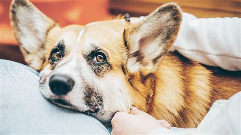 Specialty Veterinarians in Shelton, CT | VCA Shoreline Veterinary ...