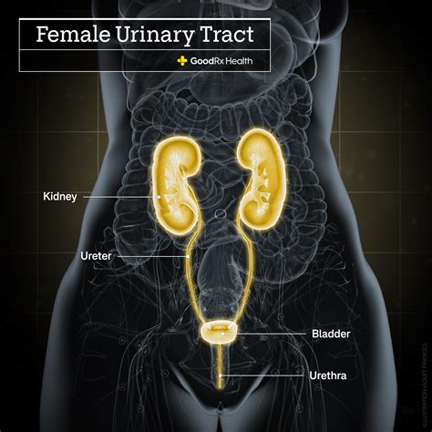 Location Of Bladder In Women