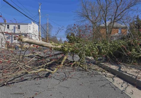 Image result for Avator Tree Fall