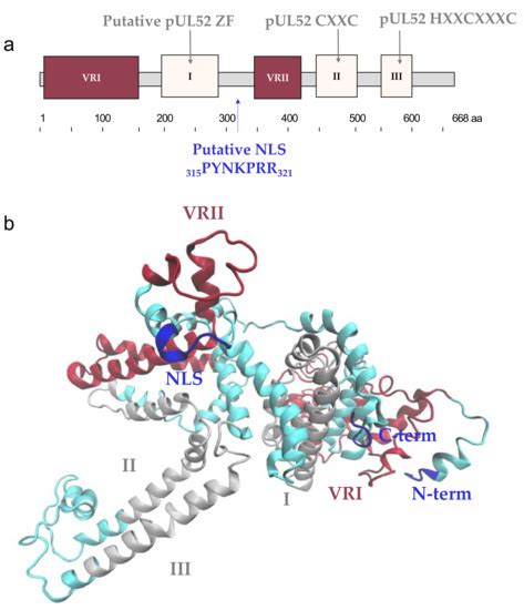 Viruses | Special Issue : Herpesvirus Assembly, Maturation and Egress