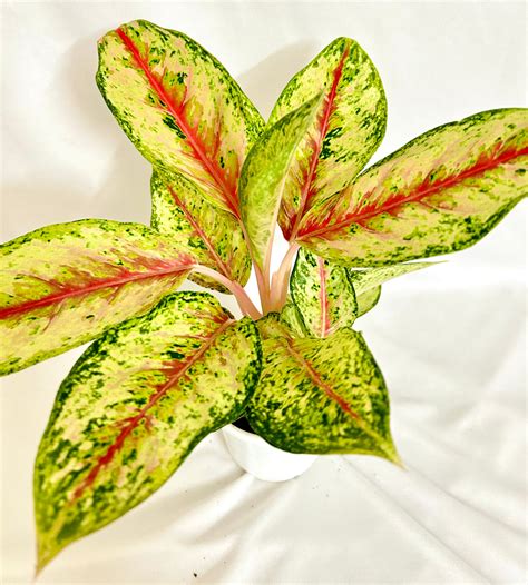 Indoor Plants (Semi shade and Balcony Plants) – Dream Green