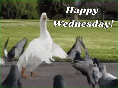 Wacky Wednesday GIFs | GIFDB.com