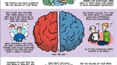 Contact Split Brain Behavioral Experiments 的图像结果