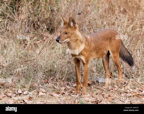 Adult Indian Wild Dog or Dhole, ( Cuon alpinus ), also known as the ...
