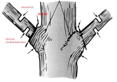 Image result for Step Cut Pruning