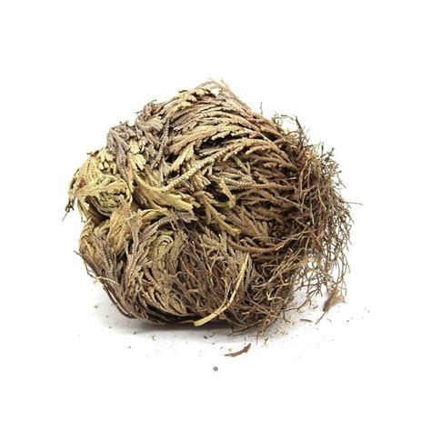 Rose of Jericho, Resurrection Plant (large) – The House of Ashé
