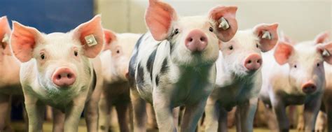 Landwirt kastriert 2.000 Ferkel ohne Narkose | agrarheute.com