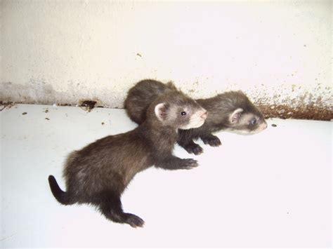 Frettchen Kleinanzeigen