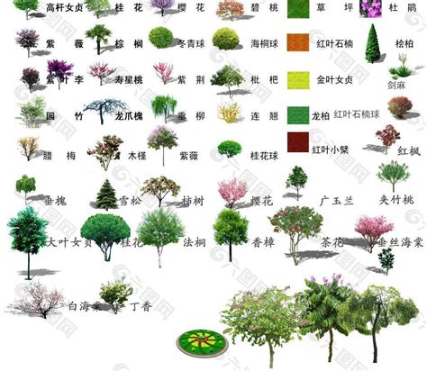 园林常用灌木,园林常用地被植物,52种常见灌木图片名称_大山谷图库