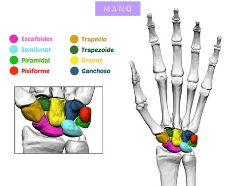 Huesos del Carpo | Anatomia del hueso, Anatomia humana musculos, Huesos