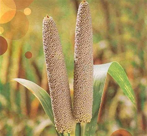 GREEN WORLD Hybrid Bajra/Pearl Millet Seeds For Farming Or Agriculture ...