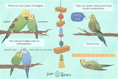 Parakeet Budgie Difference