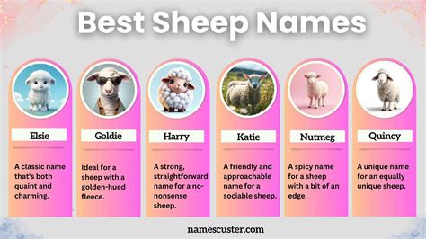 200+ Best Male Female Funny and Clever Sheep Names