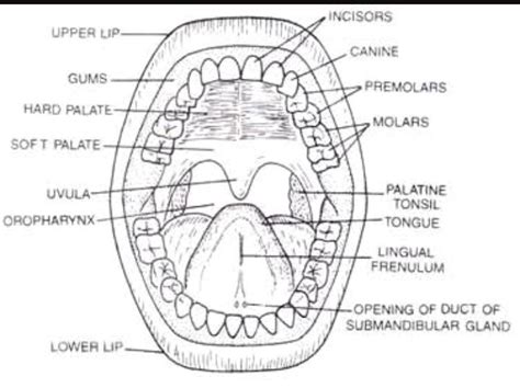 draw the buccal cavity - Brainly.in
