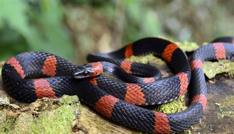 5 Least Known Most Poisonous Snakes in The World - lifeberrys.com